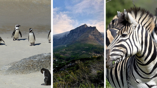 South Africa Travelogue - Experiences by an RTC Member