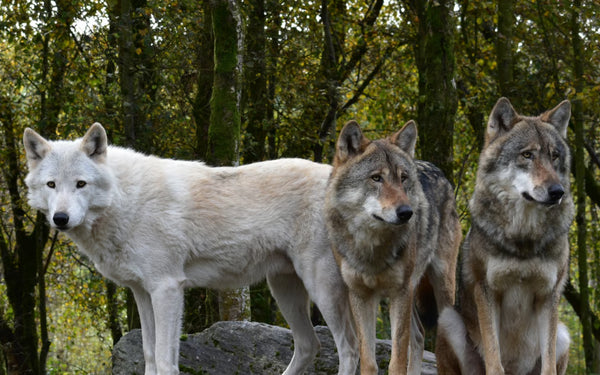 Wild Ireland